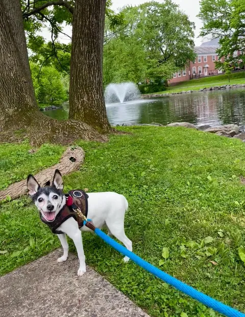 My happy 16-year-old Toy Fox Terrier. Blessed to be able to bring him to work with me everyday and enjoy every moment