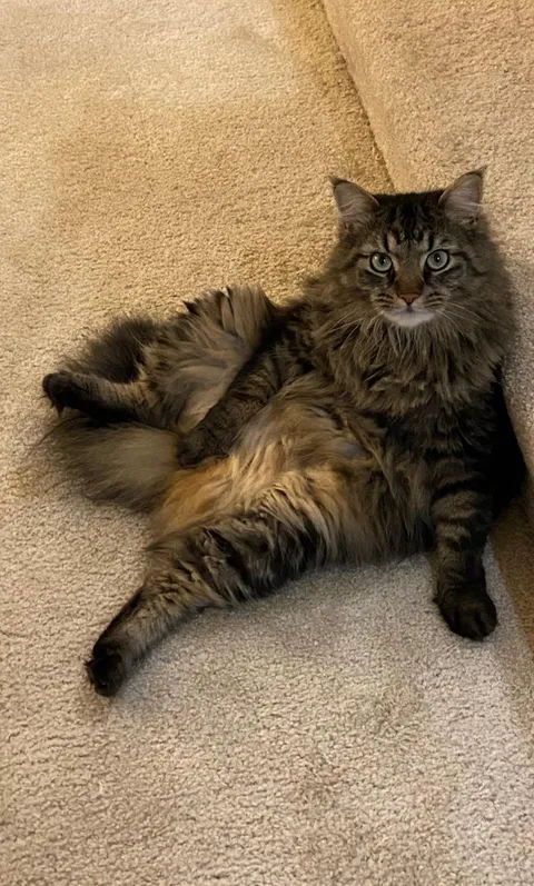 My husband wants to create a shirt out of this pic. What should the quote be? 🤣