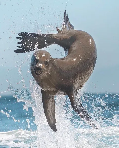🔥 A sea lion leaping out of the ocean.