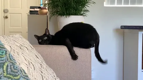 Any cat whisperers here who can decipher what this deep is doing?