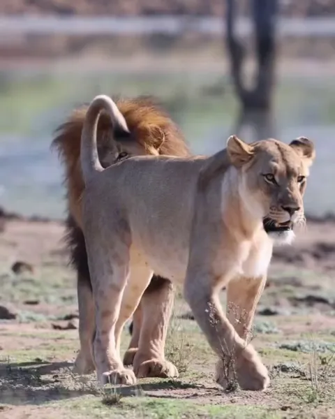 🔥The male gently grabs the lioness’s tail to get her attention, showing interest or playfulness