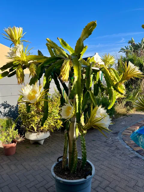 Such beauty - Costa Rica Dragon Fruit Flowers