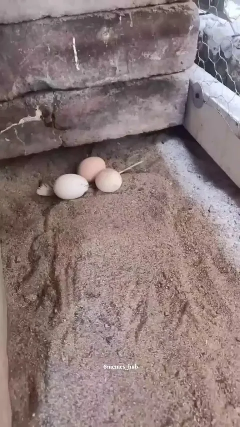 How do you like your eggs?