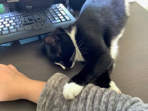 She brought in a live mouse and LOST IT!