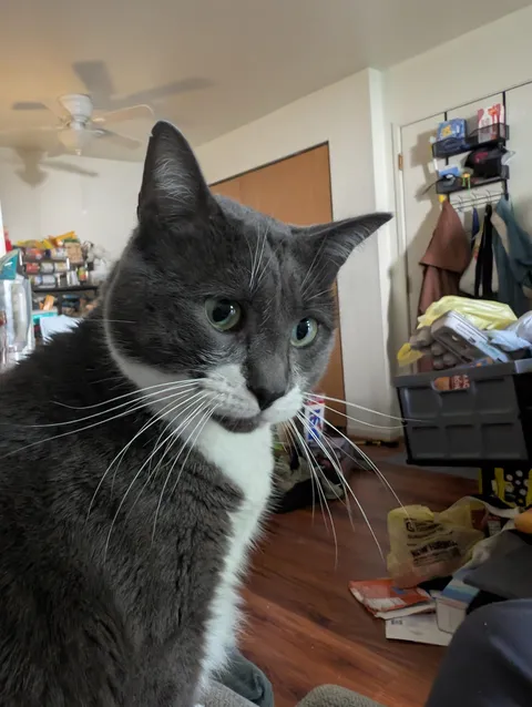 This is my 5 year old cat, Hammerhead