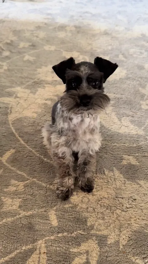 Thank you for loving our little Oakley so much ❤️ you guys blew my mind. 🥹