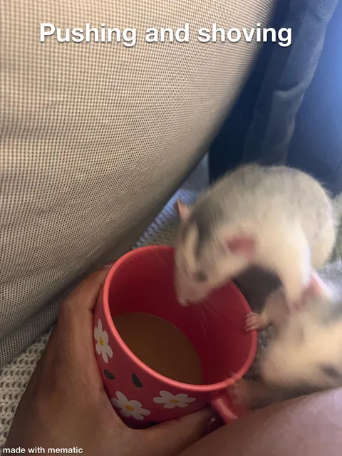This week in RAT CRIMES 🚨