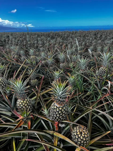 Pineapple plantation, Maui, Hawaii, USA, [OC], [3024 x 4032]