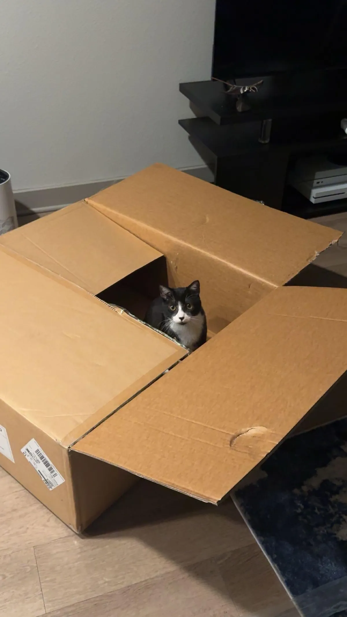 Getting a cat was my best decision