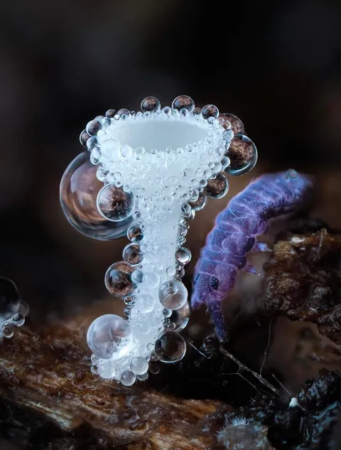 New Zealand photographer takes stunning photos of tiny mushrooms