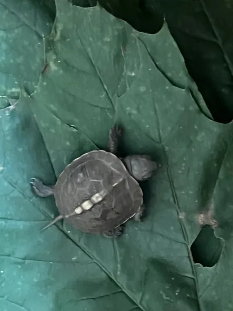 78 days ago, an Eastern Box Turtle dug a hole, and laid her eggs in our garden. I made a cage to protect the nest, and last night, we had a hatch!