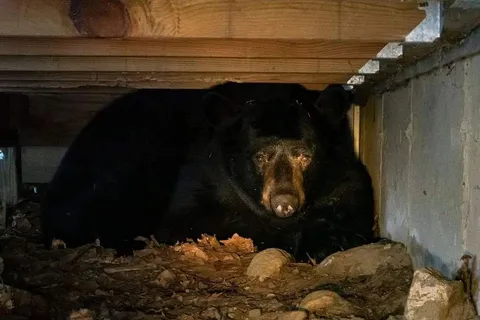 🔥Couple finds bear setting up winter hibernation under their deck. Allows him to stay rent free.