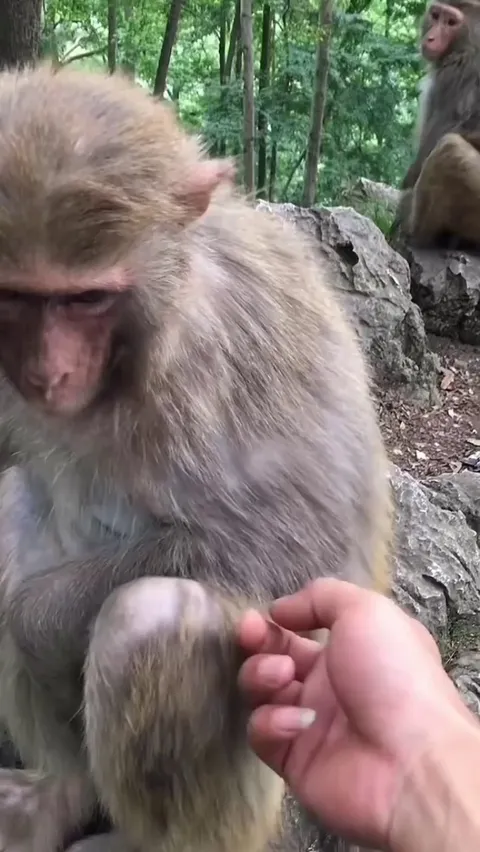 Monkey notices loose skin