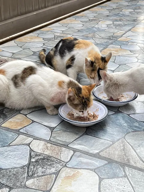 My daily visitors showed up right on time 🐱 🐱🐱