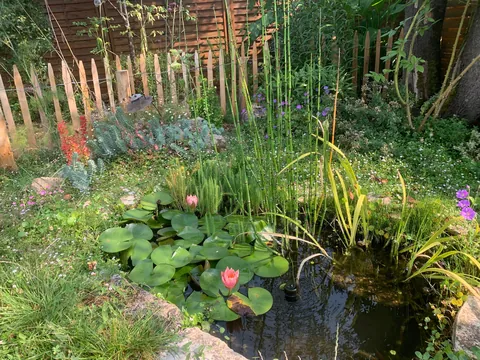 A small pool in town 🐸