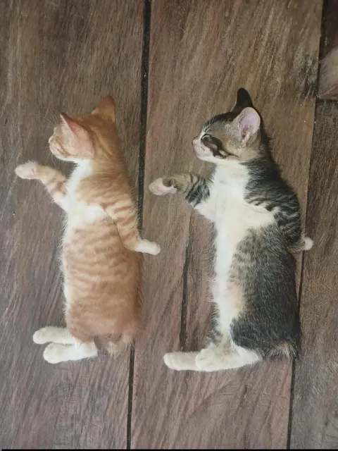 PsBattle: Egyptian Pose Cats