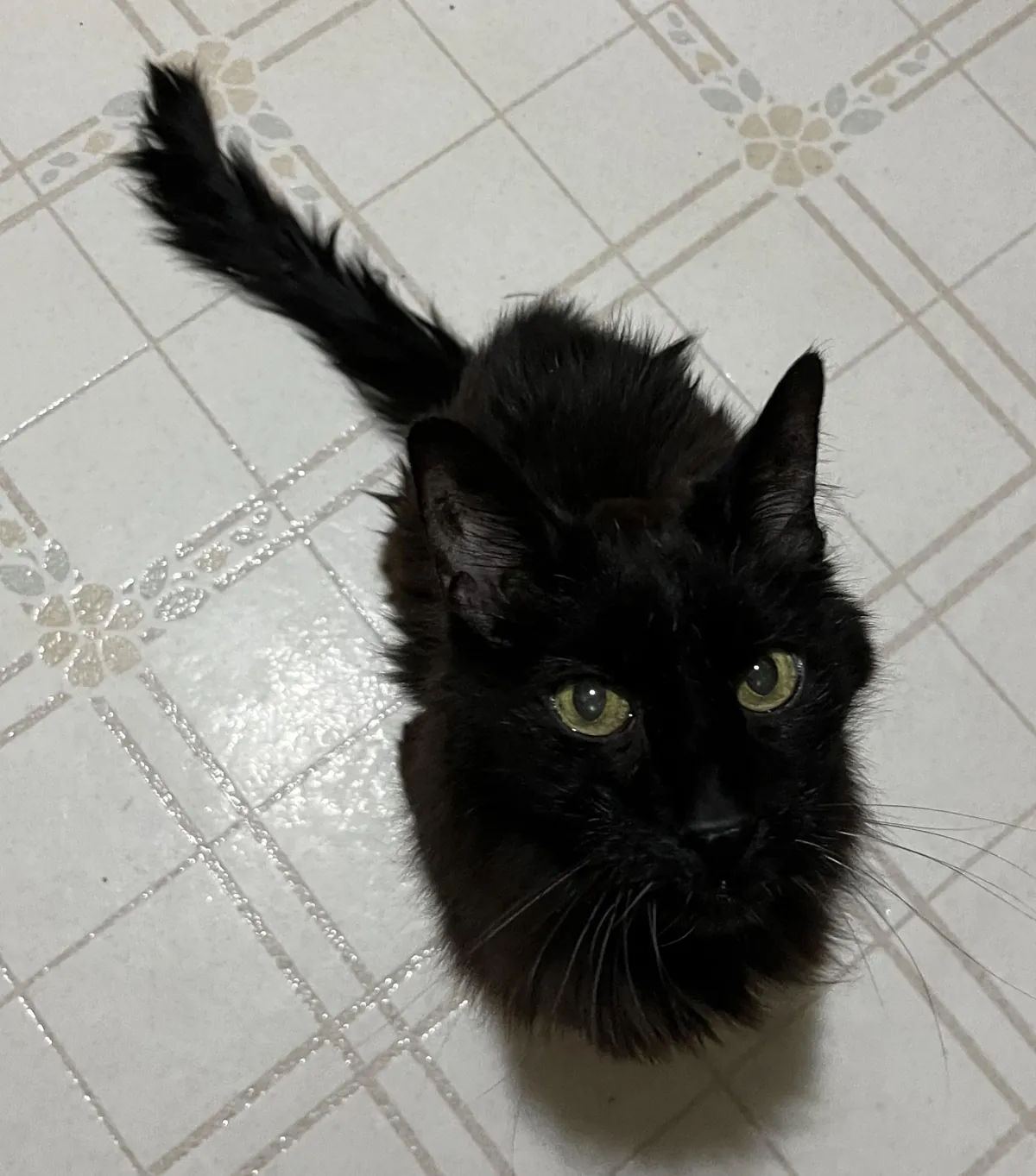 Old man void (21) begging for food while I cook.