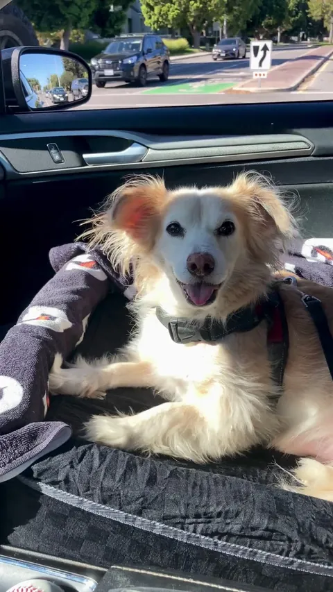 I Am Griffey the Great! And I Have a New Booster Seat So I Can See Out the Car Windows Better!