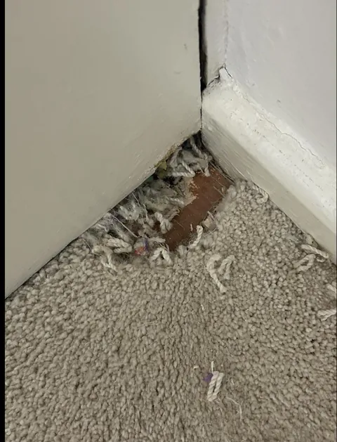 Hamster escaped her 1000sq inch enclosure, ate my carpet and escaped out the front door