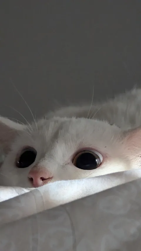 That very instant just before she pounces