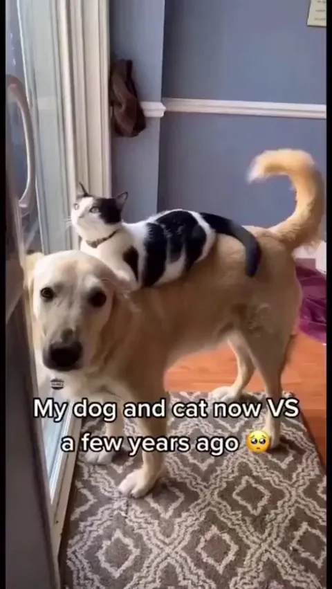 I want what they have