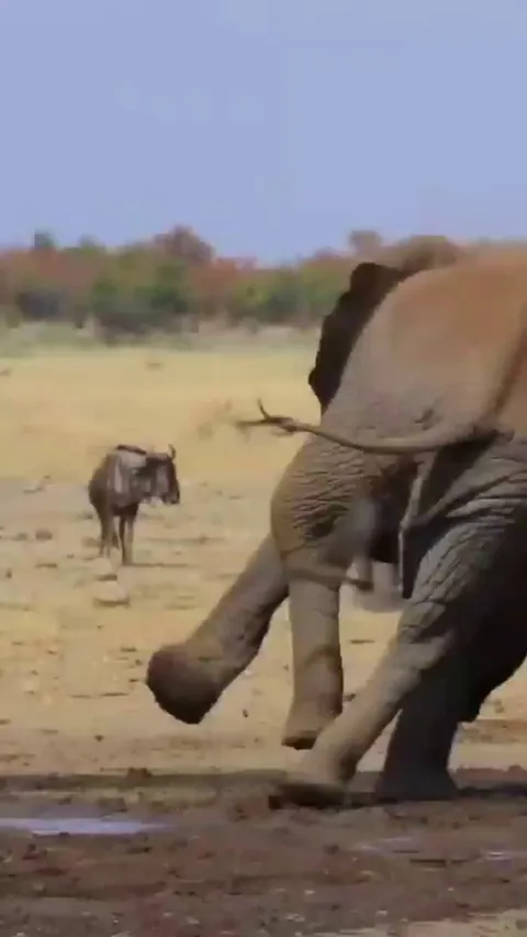 🔥 Massive elephant slips and takes a tumble. Recovers quickly and trumpets "nothing to see here", or so I'd like to think
