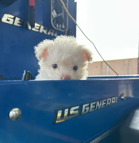 Another order of Waffles