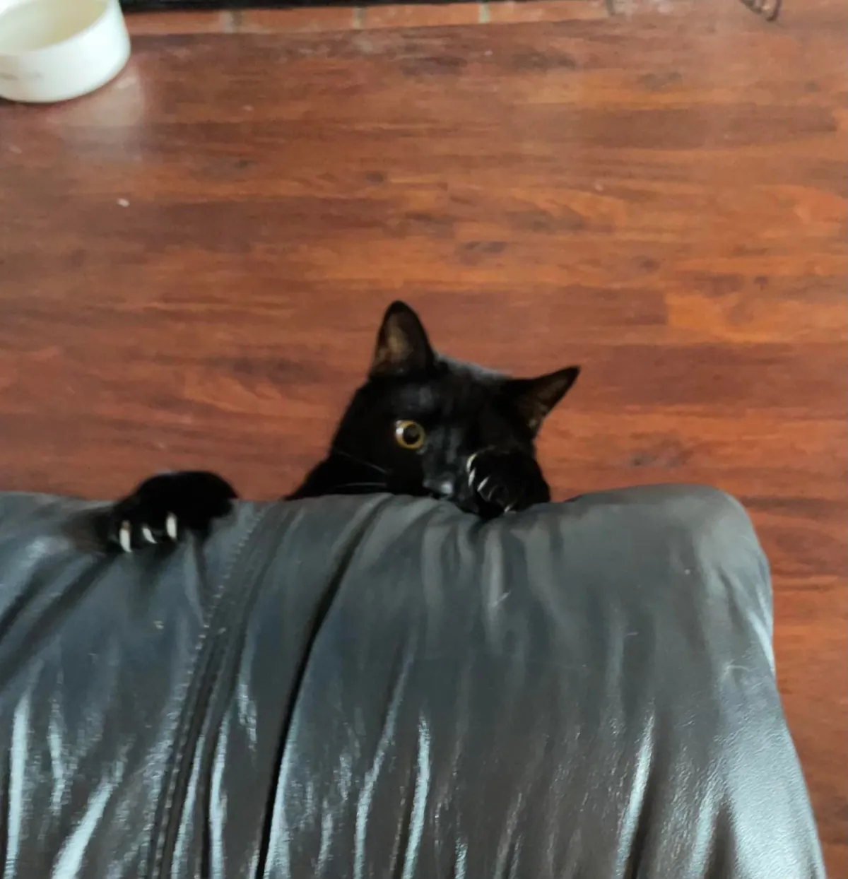 My cat died yesterday, so I wanted to share some of my favorite pictures of him