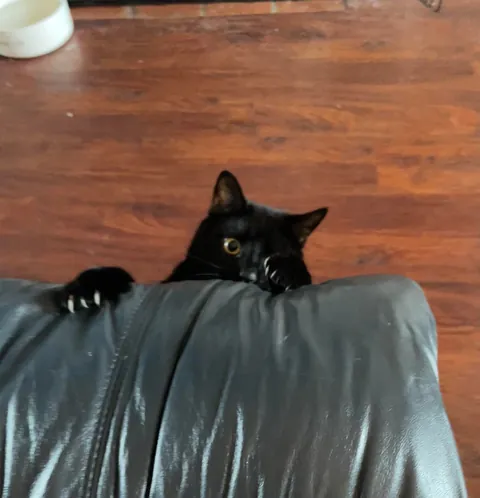 My cat died yesterday, so I wanted to share some of my favorite pictures of him