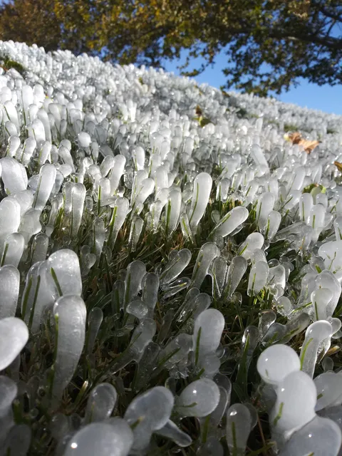 ITAP of frozen grass blades