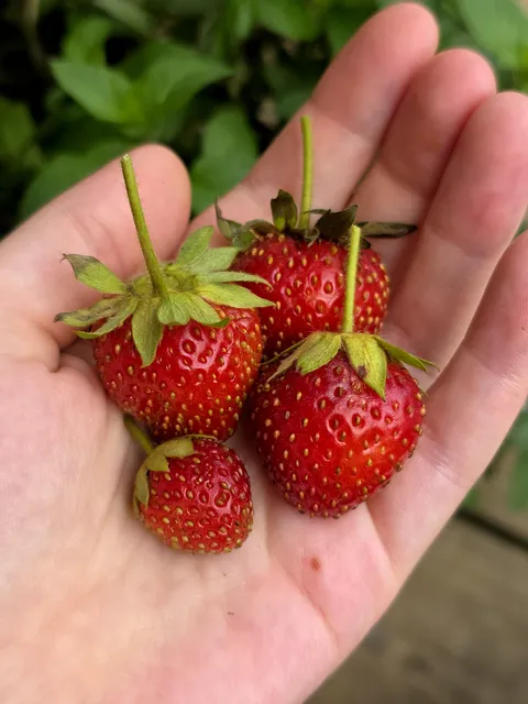 I'm still shocked I grew these