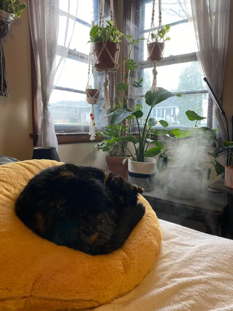 My sweet Petunia, has cancer.