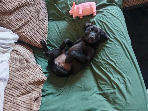 Nova wants you all to see her puppy belly