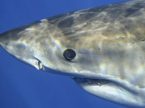 Contrary to popular belief, the eyes of a great white shark are not completely black. They have deep blue irises that are only visible under the right lighting.