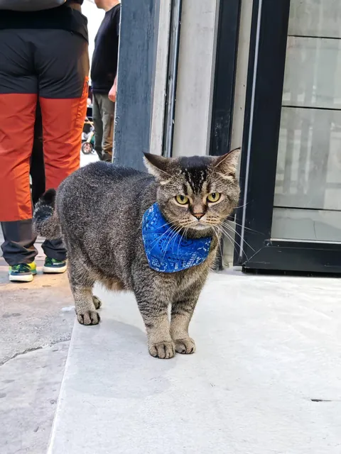 Just another day in Istanbul, sharing the city with its true residents - the cats😻