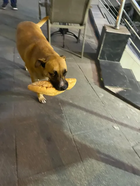Local dog refuses to pay for his baguette