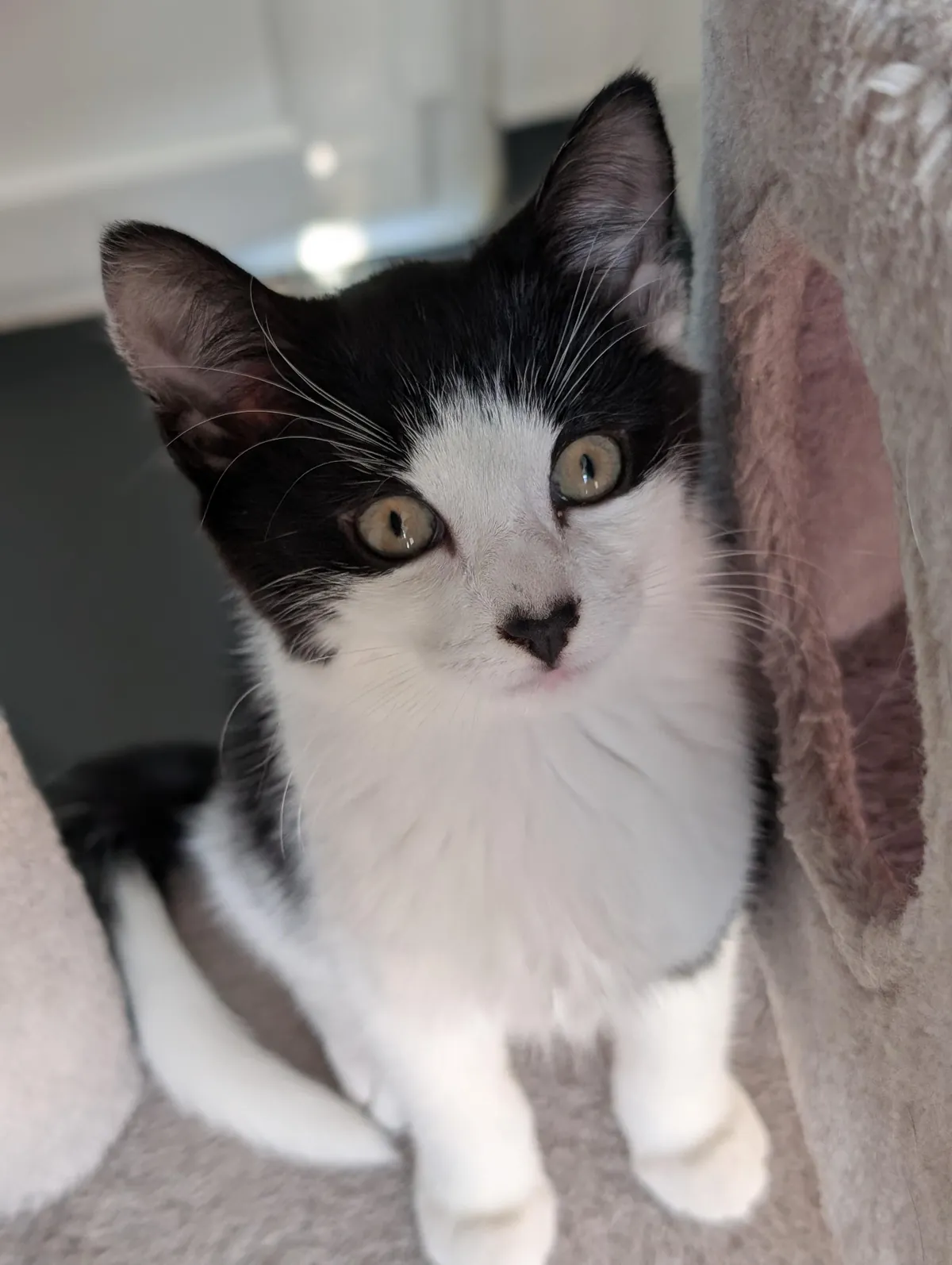 He's got a lil loveheart nose!