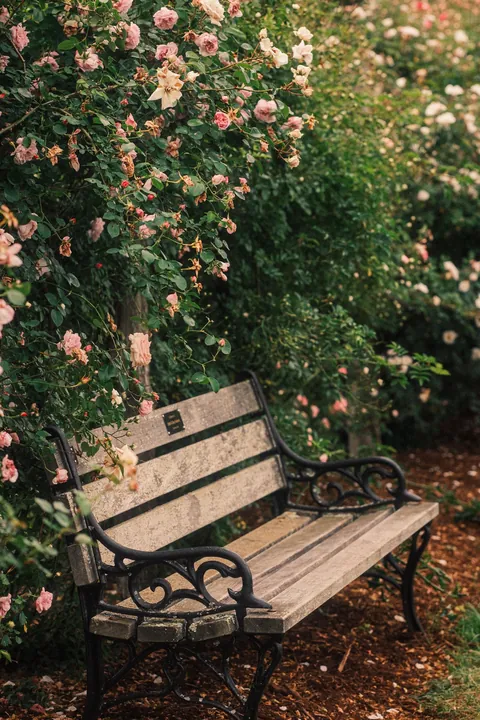 Rose Season in New England 🥀🌹
