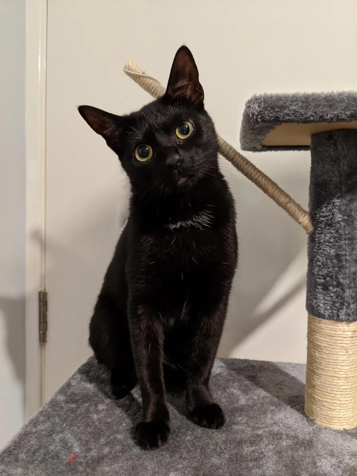 Had to say goodbye to Luna today. Thought I would share some photos from her 6 years on the earth