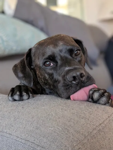 My foster dog Cooper is the sweetest boi