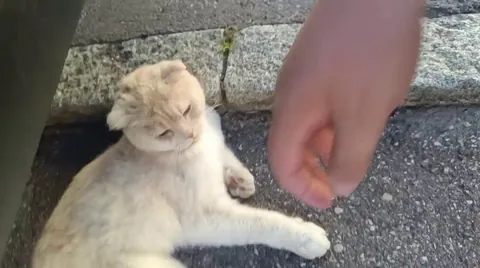 My neighbor's cat attacks me ferociously.