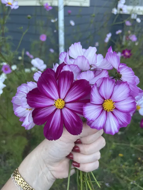 My first cosmos 🌼