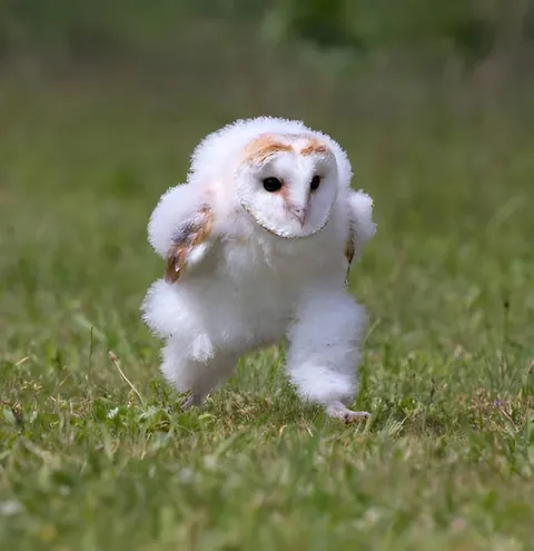 A baby barn owl dashing across grass ! 