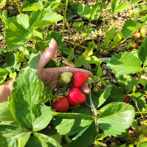 A life goal achieved, just a boast