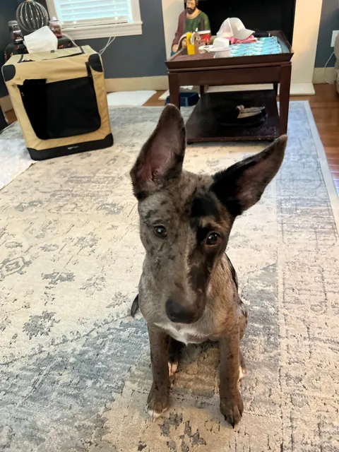 Willow the 2 faced dog. She’s an Australian Shepherd German Shepherd mix who’s almost 6 months old