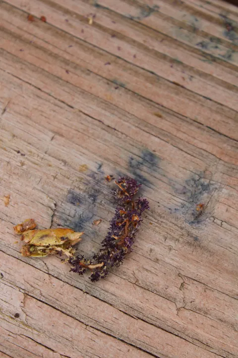 I dyed Easter Eggs using seeds from our cottonwood tree!They always stain our deck blue so I decided to mix them with vinegar and see what happened and it worked!! The best egg was an overnight soak with a little baking soda added too.