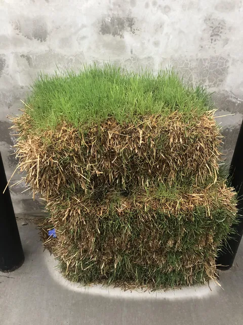 Grass growing out of hay at my work’s dumper pad
