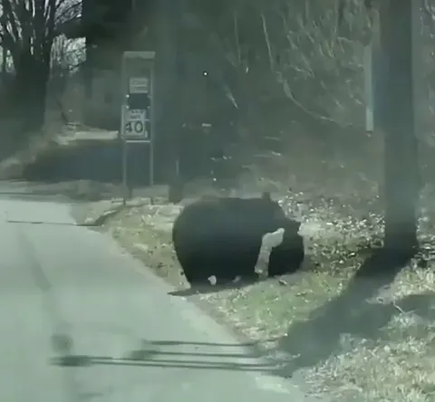 Kids are menaces : lmao