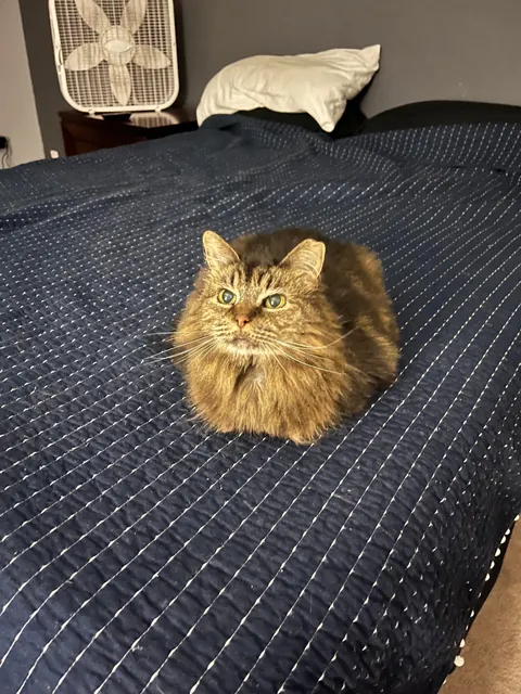 It’s been a month since I lost my 16yo.