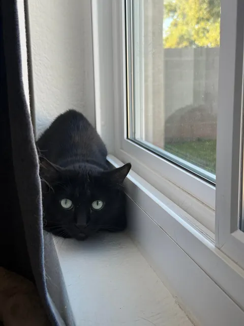 I foster failed! Meet Beatrix